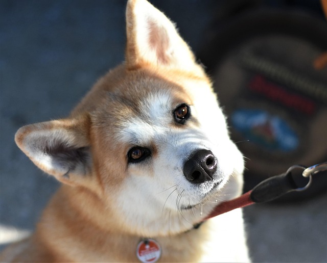 Akita inu je velmi chytrý. 